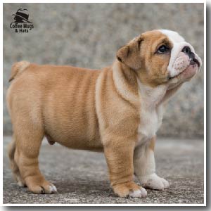 DIY Bulldog Merchandise: How to Make Your Own Bulldog-Themed Accessories and Decor