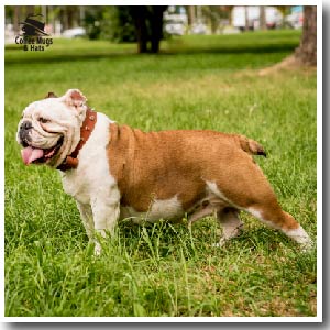 The History of Bulldog Merchandise