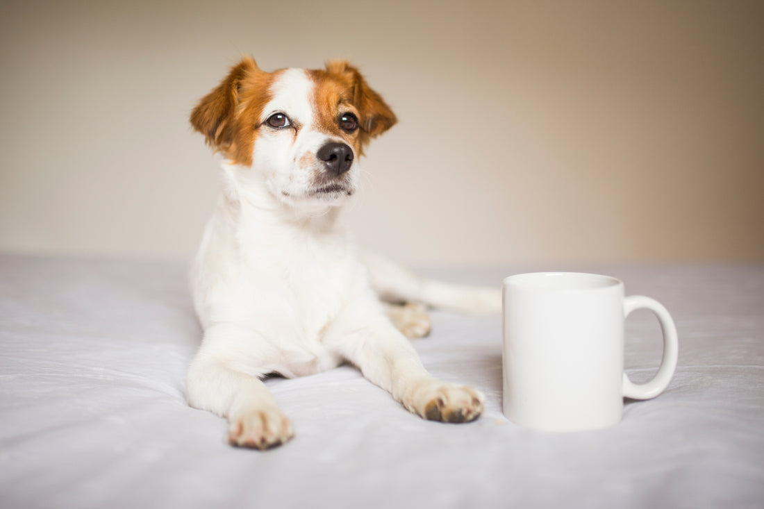 Why Animal Coffee Mugs are the Perfect Gift