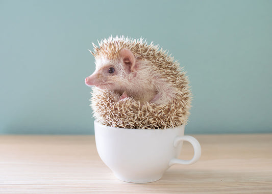 The Top 5 Most Adorable Animal Coffee Mugs You Need in Your Life